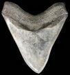 Serrated, Megalodon Tooth - Georgia #45814-2